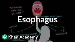 Esophagus  Gastrointestinal system physiology  NCLEXRN  Khan Academy [upl. by Nnuahs]