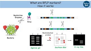 RFLP marker [upl. by Anirbas]