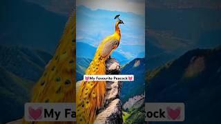 Why Do Peacocks Spread their feathers💞beautiful peacock shorts youtubeshorts youtube birds [upl. by Aitra]