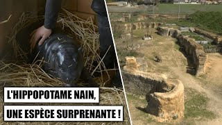 Lhippopotame nain une espèce surprenante [upl. by Laveen]