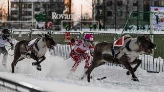 Rovaniemi Reindeer Sprint Race 2019 Lapland Finland [upl. by Nosnorb]