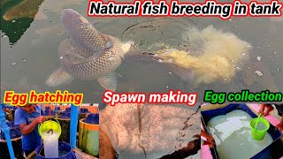 how to breeding big fish in Tank  fish egg collection  Machhali Ka Anda Hatiching  fish spawn [upl. by Thorlie846]