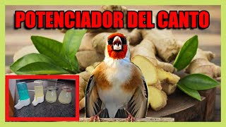 POTENCIADOR DEL CANTO PARA PÁJAROS🔥 [upl. by Fendig348]