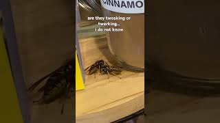 me amp who insects wasps yellowjackets [upl. by Ardnak]