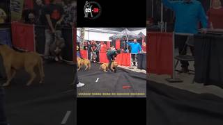 XL Bully Dog Attacks Judge at the Dog Show xlbully bullydog dogattack viralshorts viralvideo [upl. by Elspeth222]