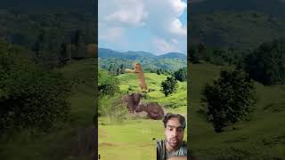 Fight bison and lion in wild 👉newtrending [upl. by Meriel]