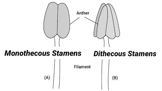 Monothecous And Dithecous Stamens Lecture 28 In HindiUrdu [upl. by Acimehs261]