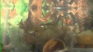 5 gallon aquarium no electricity eco friendly [upl. by Lachlan]