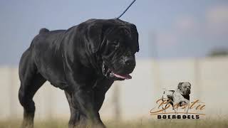 Black South African Boerboel [upl. by Martica]