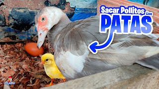 Incubar Huevos de Gallinas con Patas Cluecas 🤯 ¿Se puede Hacer🤔 [upl. by Anees]