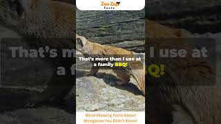 Mind Blowing Facts About Mongoose You Didnt Know mongoose animals viralshorts amazingfacts [upl. by Urbana]