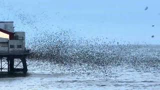 ❗️Best ever murmuration of starlings❗️ [upl. by Atirys]