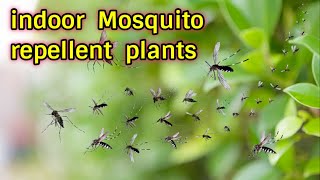 11 Best indoor Mosquito Repellent Plants [upl. by Erasmo]