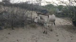 Two Male Donkeys Mating with one Female white Donkey MP2animals Animalslife142 [upl. by Aniad]