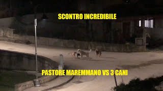 Pastore maremmano vs 3 cani [upl. by Troxell]