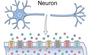 action potential [upl. by Shimberg]