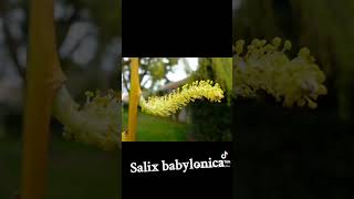 Salix babylonica [upl. by Burroughs]