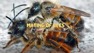 Sad Life for Male After Nuptial Flight With Female Honey Bee [upl. by Artimid]