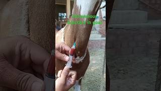 Intravenous injection in goat animals goat veterinary medicine goatfarming vet surgery [upl. by Sulamith948]