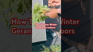 How To Bring Geraniums indoors Over Winter shorts shortsfeed indoorplants trending viralshorts [upl. by Akiehsal]