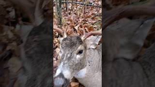 Deer Season 2023 8POINT BUCK [upl. by Eceertal]