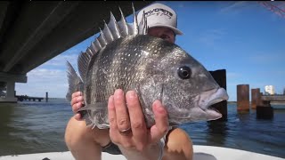 Sheepshead Fishing Tutorial  How to Catch Sheepshead Tips Full Seminar [upl. by Nwadrebma]