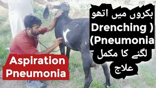 Drenching pneumonia in goats  Sheep  Symptoms and treatment  Animals Cattle  Vet Experts Dr Aziz [upl. by Thayne]