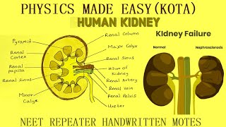 PART 2 BEST NEET BIOLOGY REPEATER NOTES STOLON BULBILS ROOT STOCK UTRICULARIA KIDNEY  5 [upl. by Notlrac324]