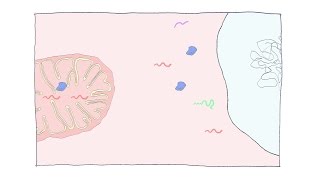 Synchronized Mitochondrial and Cytosolic Translation [upl. by Latyrc182]