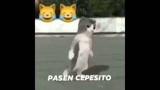 Pasen cepesito [upl. by Ahsennek]