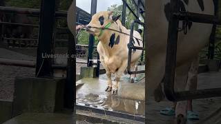 Giant Holstein friesian bull out of the his place ytshorts ytshortsvideo ytshort shortsviral [upl. by Ronen]