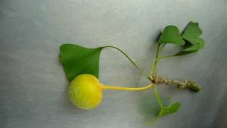 Ginkgo biloba seed [upl. by Murphy]