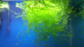 Foxtail Growing  Aquatic Plant  No CO2 Natural growth [upl. by Shreve]