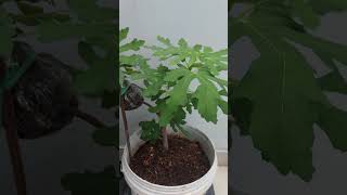 The Growth Journey of Fig Trees The Joy of Planting  Episode 378 [upl. by Znerol]