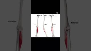 Flexor carpi ulnarisupperbodymuscle humananatomy physiotherpy sports [upl. by Leal]