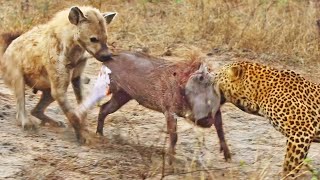 Leopard and Hyena Break Warthog Apart While Still Alive [upl. by Standice]