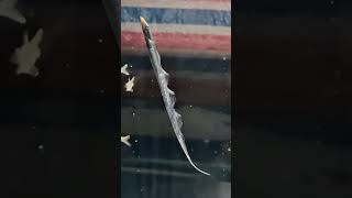 🫙🐟🌊 Wow little hairtail fish fighting against low pressure in fish tank [upl. by Niliram]