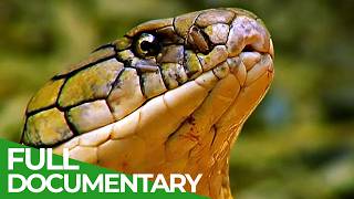 Wild Indonesia  Episode 1 Islands of Monsters  Free Documentary [upl. by Sihunn]