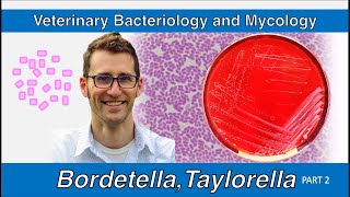 Bordetella and Taylorella Part 2  Veterinary Bacteriology and Mycology [upl. by Brody]