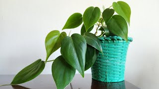 Heartleaf Philodendron Propagation and Care [upl. by Dwight]