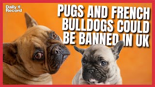 Pugs and French Bulldogs could be banned in UK to end dangerous overbreeding [upl. by Grunenwald]