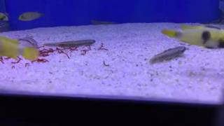 🐟 Poissons pour aquarium deau douce  Stiphodon atropurpureus [upl. by Eisinger7]