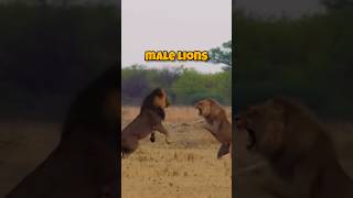 Lion vs Lion Epic Showdown wildlife lions shorts [upl. by Nawram]