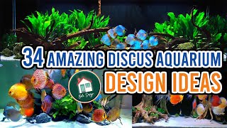 34 Best Discus Aquarium Design [upl. by Llerrot199]