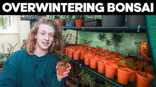 Overwintering Bonsai  Everything You Need To Know [upl. by Slein]