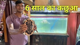 Red Eared Slider Turtle  Singapori Kachua  Turtle Care  Turtle Food [upl. by Norahs]