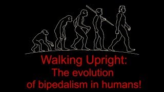 Walking Upright the evolution of bipedalism in humans [upl. by Janis]