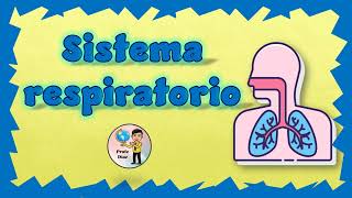 Sistema respiratorio [upl. by Minda]