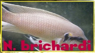 Neolamprologus brichardi  alevins au premier jour de nage libre  112019 [upl. by Oliric]