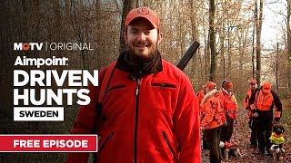 Driven Hunts Sweden  Free Episode  MyOutdoorTV [upl. by Ginnifer]